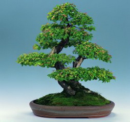 بونسای بادام پرسپولیسی